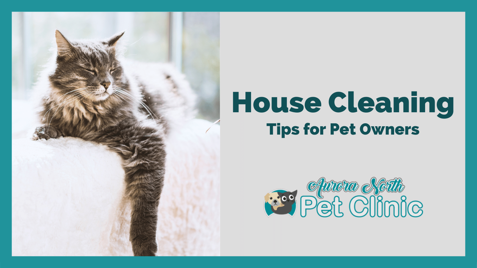 Clean House Tips for Pet Owners - Aurora North Pet Clinic | Veterinary  Clinic in Aurora