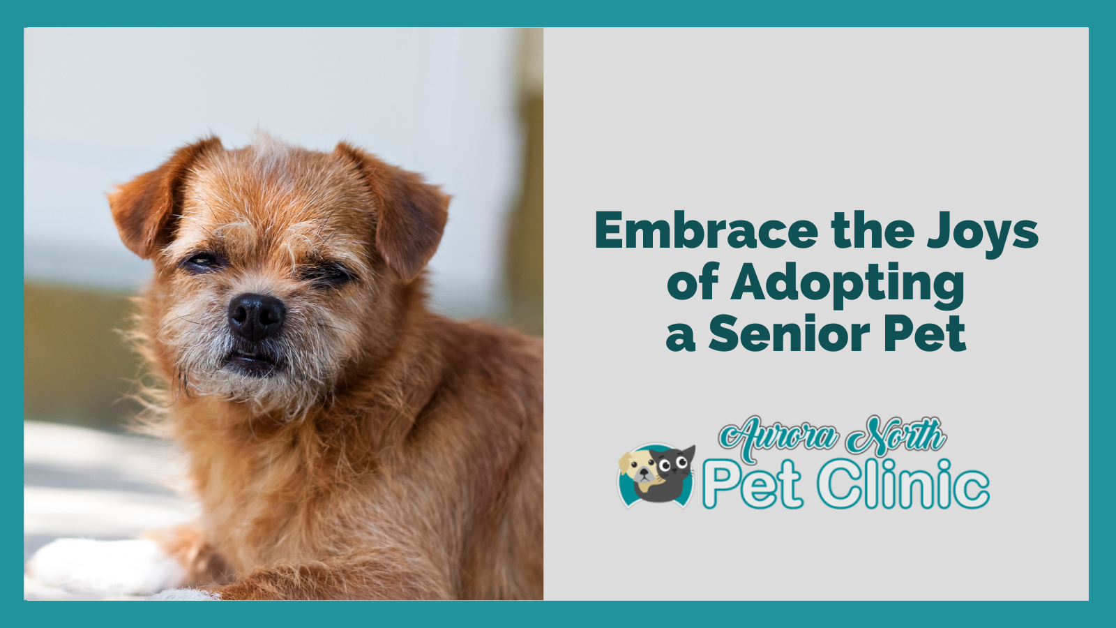 Senior Pet Adoption