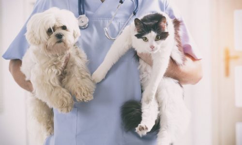 Aurora North Pet Clinic | Vet Clinic in Aurora, Ontario | Pet Surgery