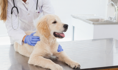 Veterinary Diagnostics in Aurora